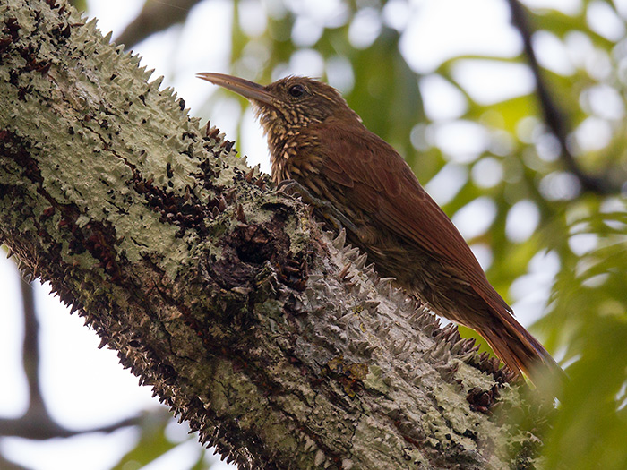 lineated woodcreeper  Dryocopus lineatus