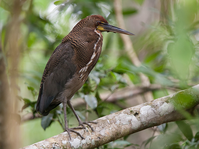 rufescent tiger-heron  Tigrisoma lineatum