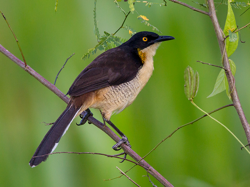 black-capped donacobius  Donacobius atricapilla