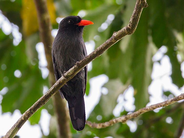 black-fronted nunbird  Monasa nigrifrons  