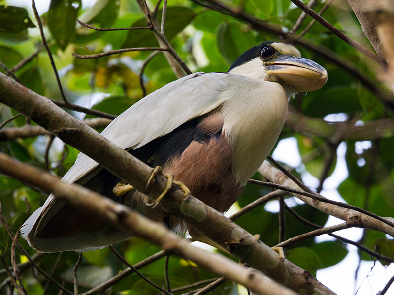 boat-billed heron  Cochlearius cochlearius  