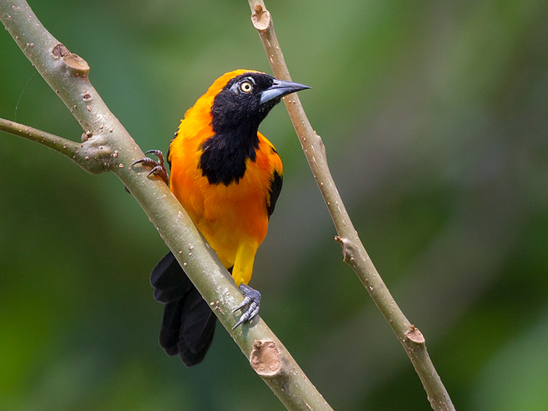 orange-backed troupial  Icterus croconotus