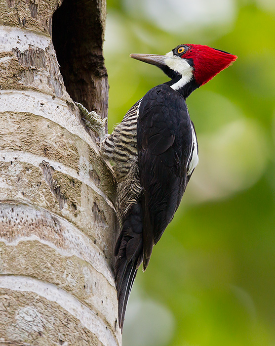 crimson-crested woodpecker  Campephilus melanoleucos
