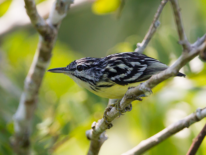 short-billed antwren  Myrmotherula obscura