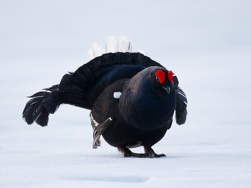 black grouse  Tetrao tetrix