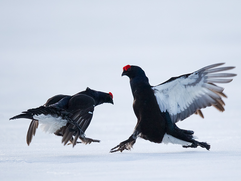 black grouse <br> Tetrao tetrix