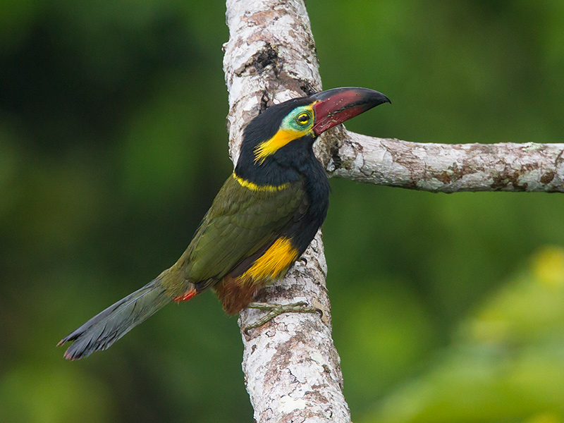 golden-collared toucanet  Selenidera reinwardtii