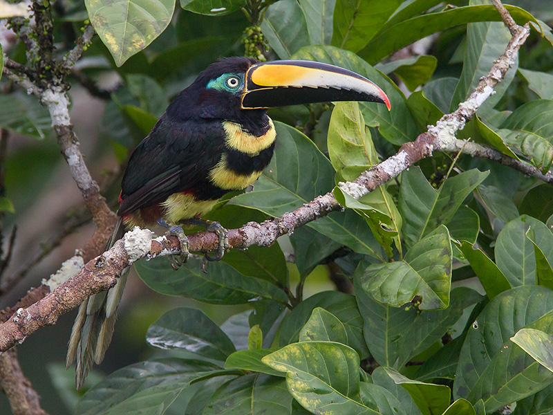 many-banded aracari  Pteroglossus pluricinctus