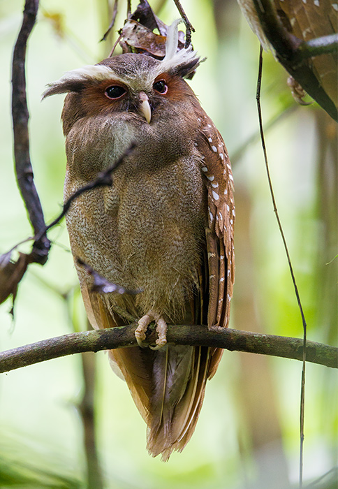 crested owl  Lophostrix cristata