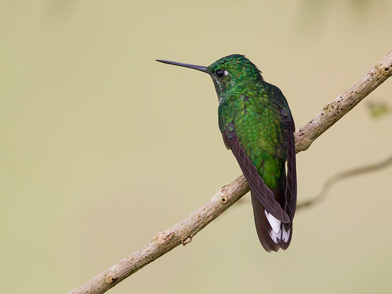 rufous-vented whitetip  Uristicte ruficrissa