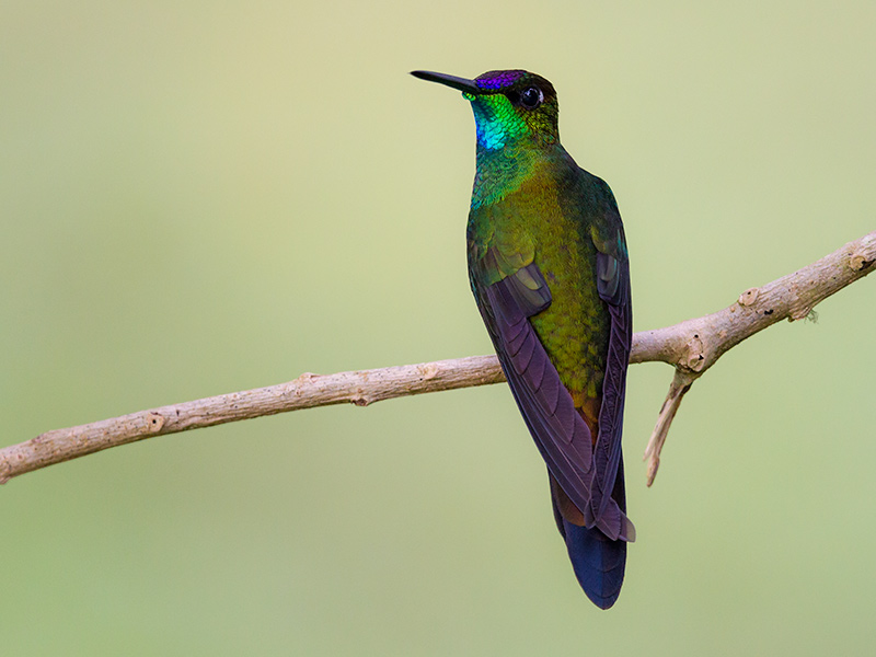 violet-fronted brilliant  Heliodoxa leadbeateri