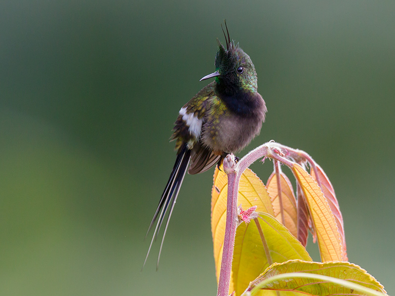 wire-crested thorntail  Popelairia popelairii