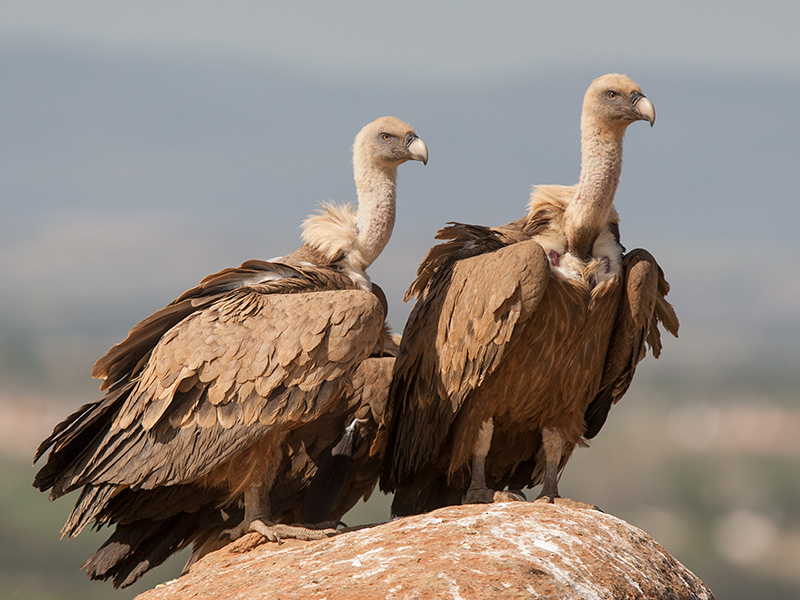 griffon vulture  buitre leonado  Gyps fulvus