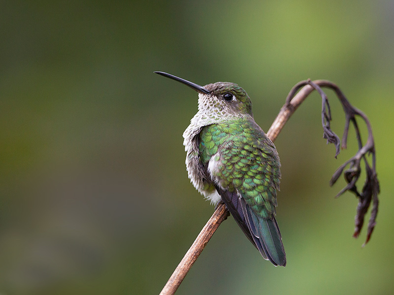 many-spotted hummingbird  Taphrospilus hypostictus