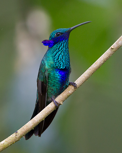 sparkling violetear  Colibri coruscans