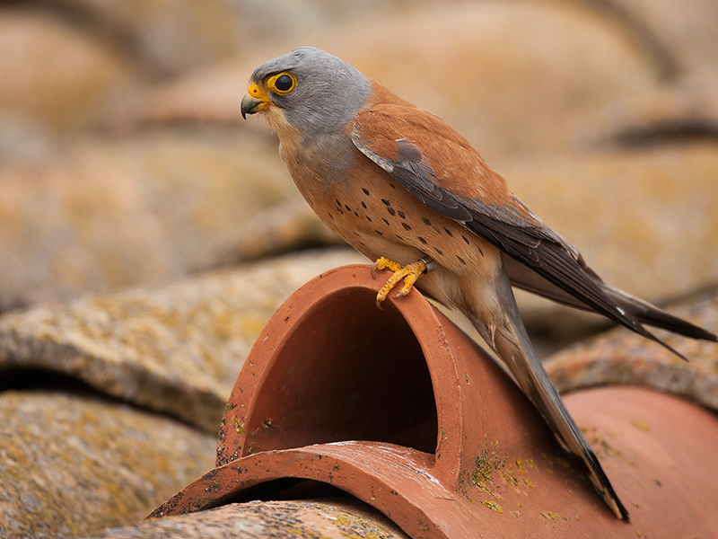 lesser kestrel  Falco naumanni