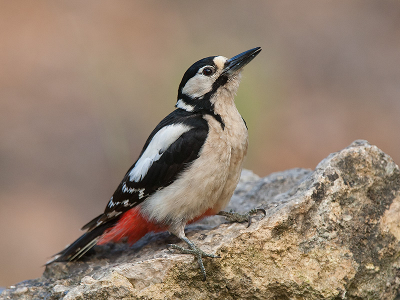 great spotted woodpecker  Dendrocopos major