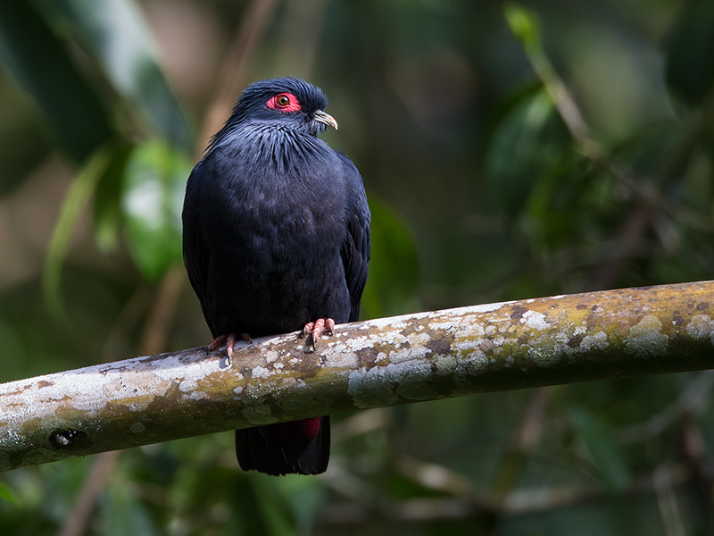 madagascar blue pigeon  Alectroenas madagascariensis