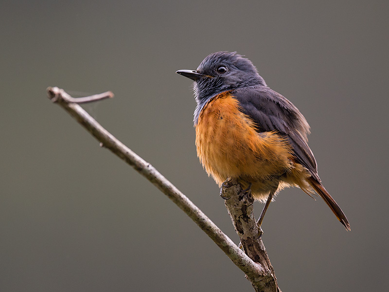 forest rock thrush <br> Monticola sharpei