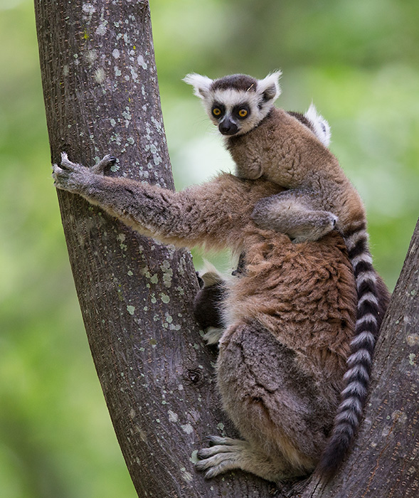 ring-tailed lemur <br> Lemur catta