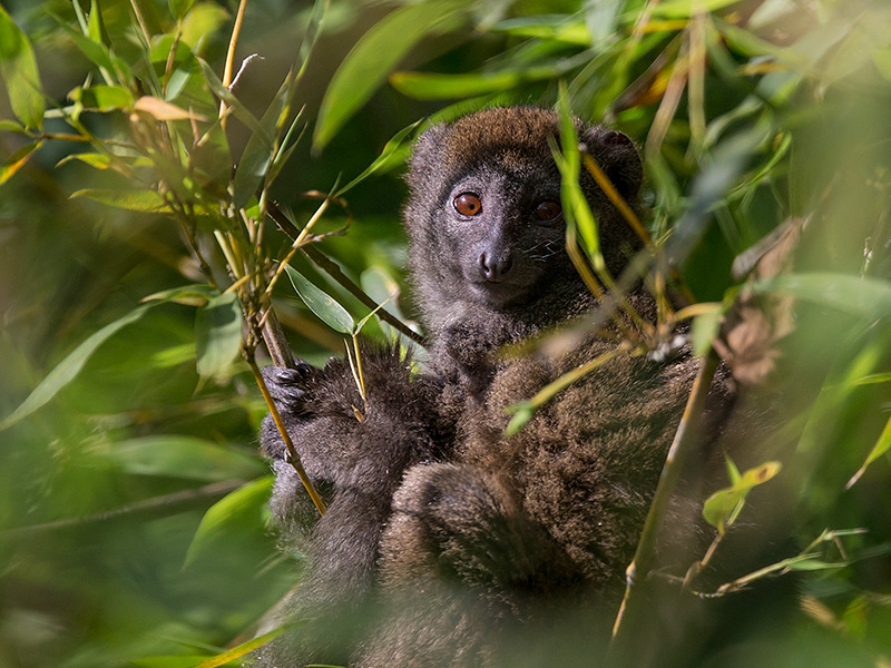 eastern grey bamboo lemur  Hapalemur griseus