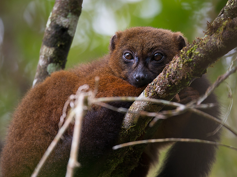 red-bellied lemur <br> Eulemur rubriventer
