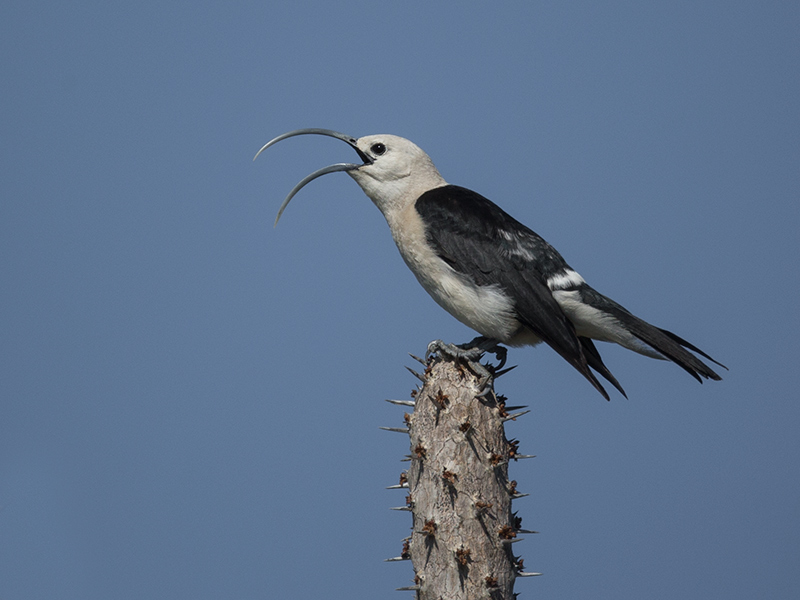 sickle-billed vanga  Falculea palliata