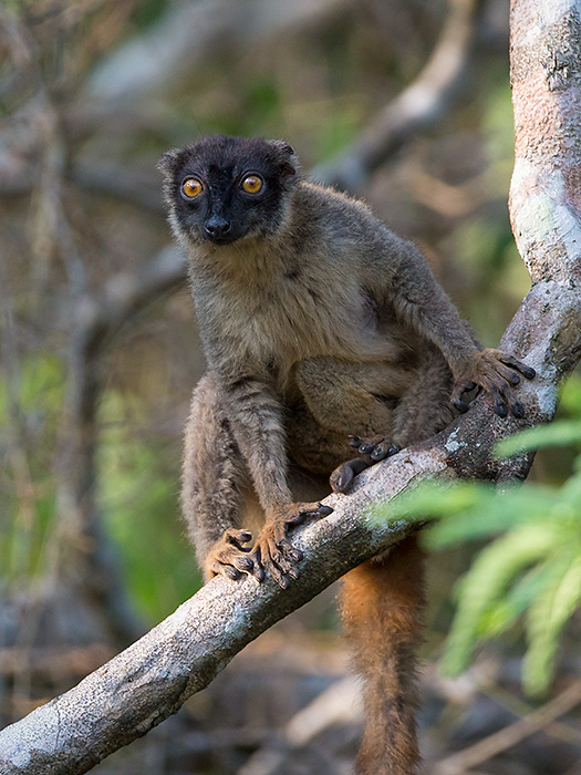 common brown lemur  Eulemur fulvus