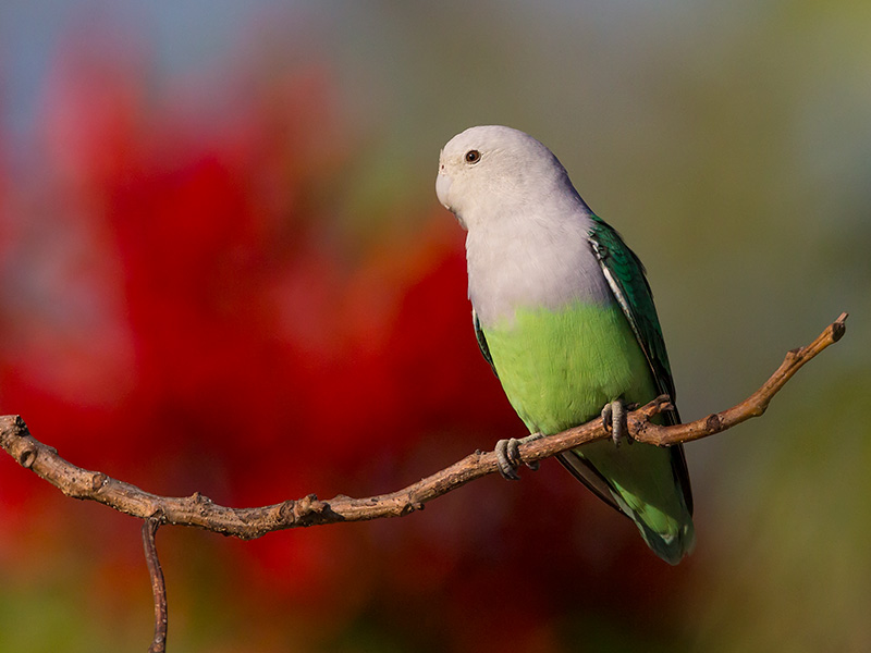 grey-headed lovebird  Agapornis canus