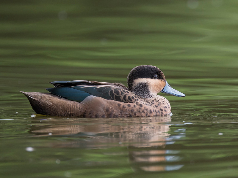 hottentot teal <br> Anas hottentota