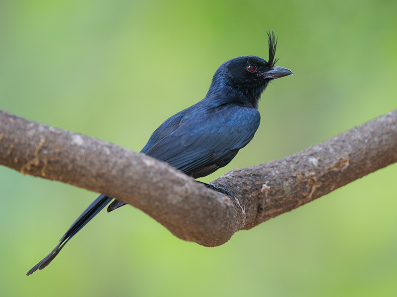 crested drongo  Dicrurus forficatus