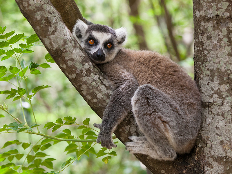 ring-tailed lemur  Lemur catta