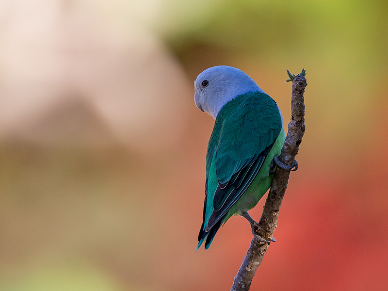 grey-headed lovebird <br> Agapornis canus