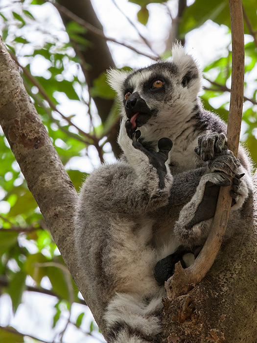 ring-tailed lemur  Lemur catta