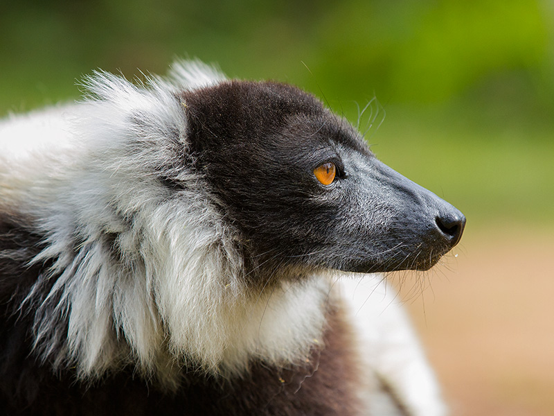 black-and-white ruffed lemur <br> Varecia variegata