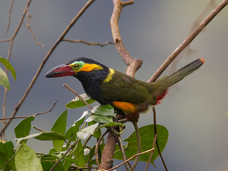 golden-collared toucanet  Selenidera reinwardtii