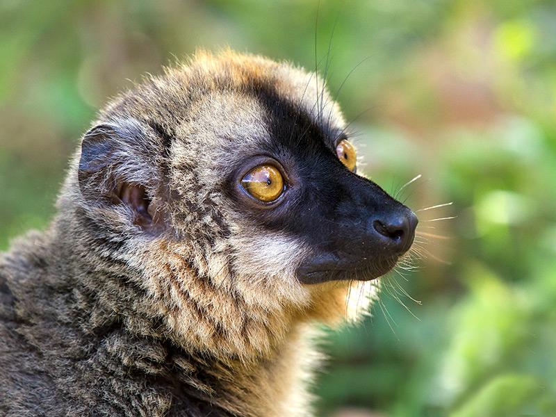 common brown lemur  Eulemur fulvus