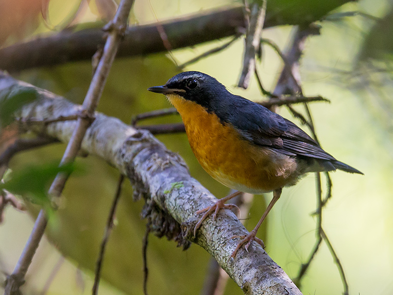 indian blue robin  Luscinia brunnea