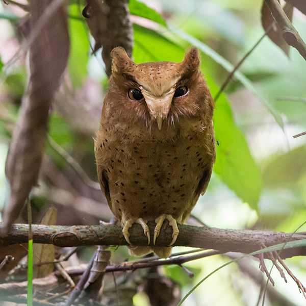 serendib scops-owl  Otus thilohoffmanni