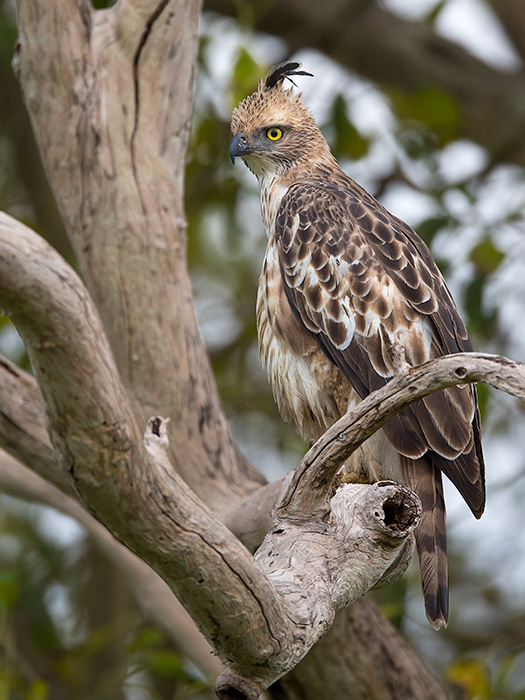 changeable hawk-eagle  Nisaetus cirrhatus