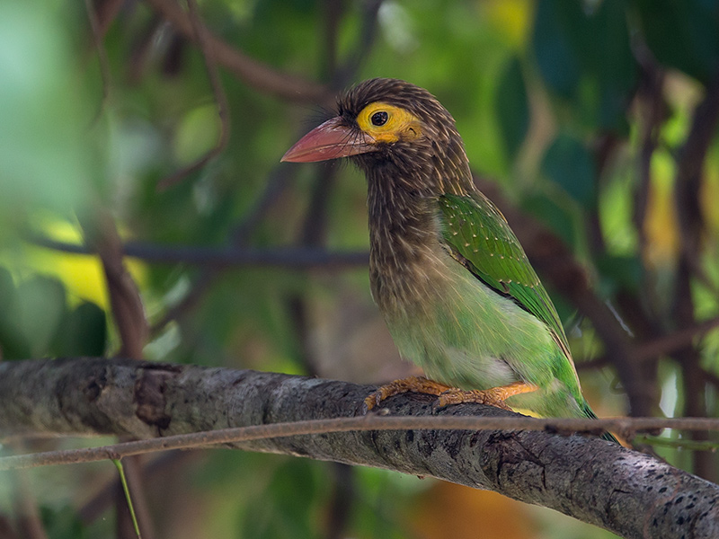 brown-headed barbet <br> Megalaima zeylanica