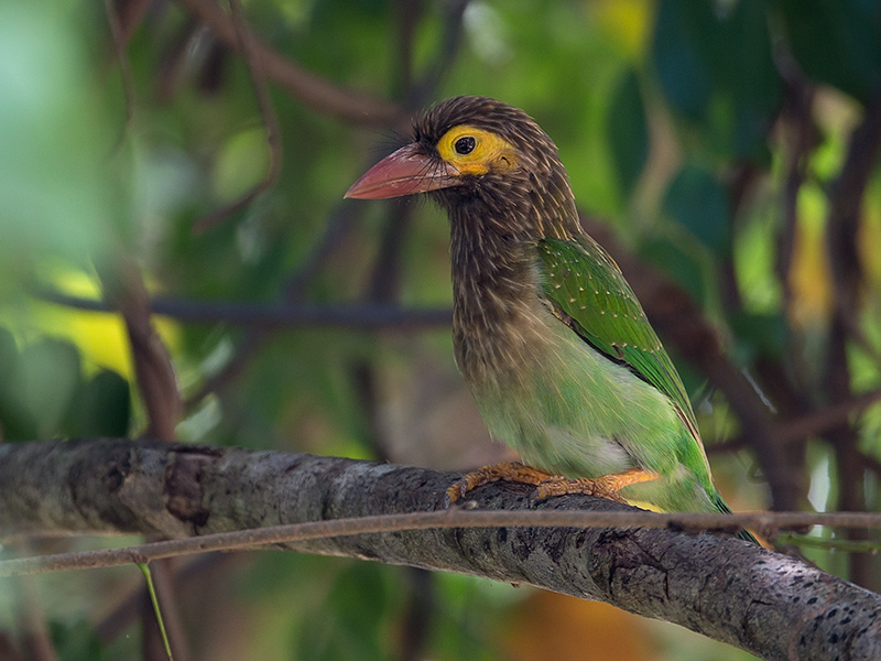 brown-headed barbet  Megalaima zeylanica