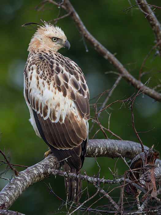changeable hawk-eagle<br><i>(Nisaetus cirrhatus)</i>