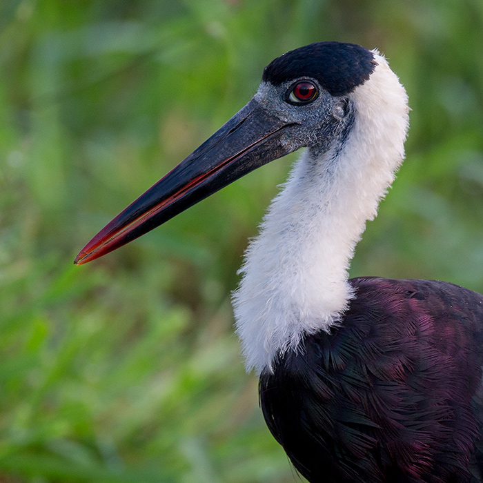 woolly-necked stork (Ciconia episcopus)