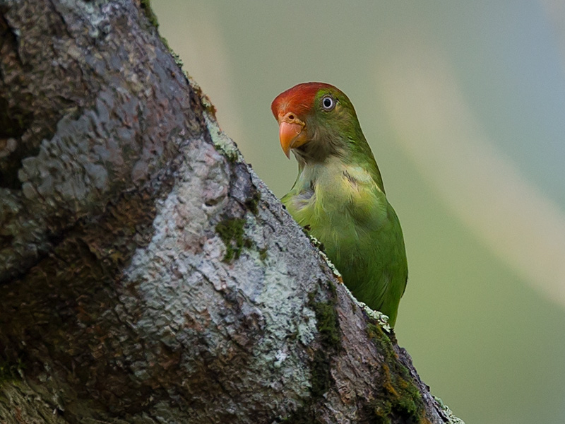 sri lanka hanging-parrot  Loriculus beryllinus