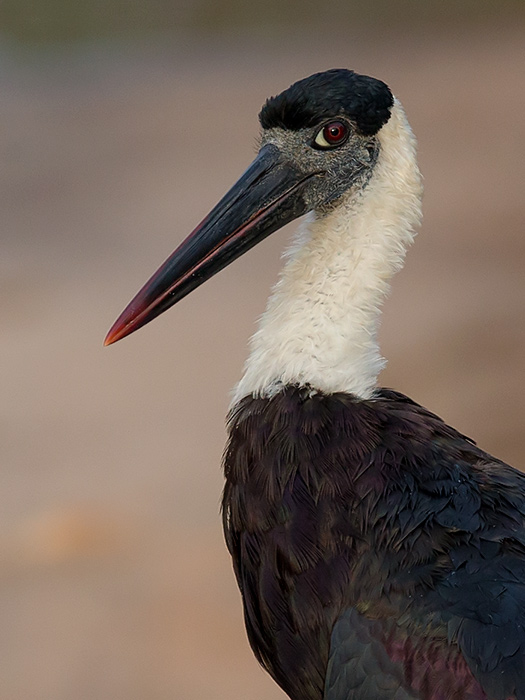 woolly-necked stork  Ciconia episcopus