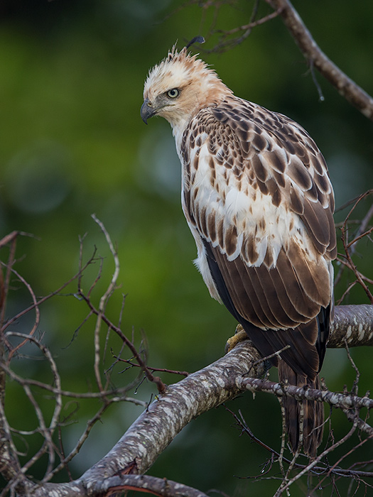 changeable hawk-eagle(Nisaetus cirrhatus)