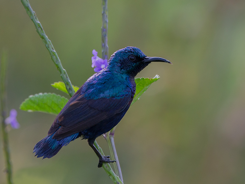 purple sunbird (Cinnyris asiaticus)