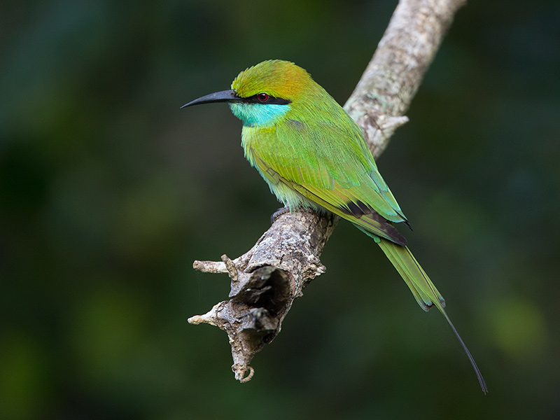 green bee-eater <br> Merops orientalis