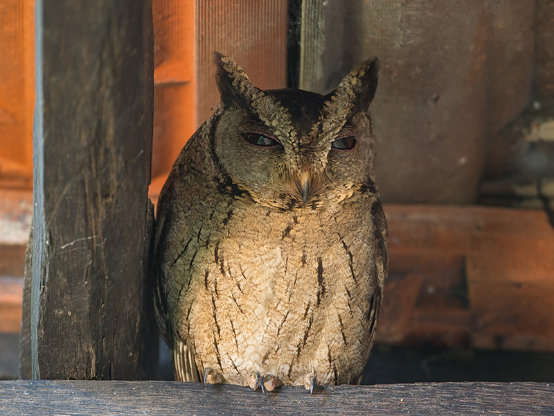 indian scops owl  Otus bakkamoena